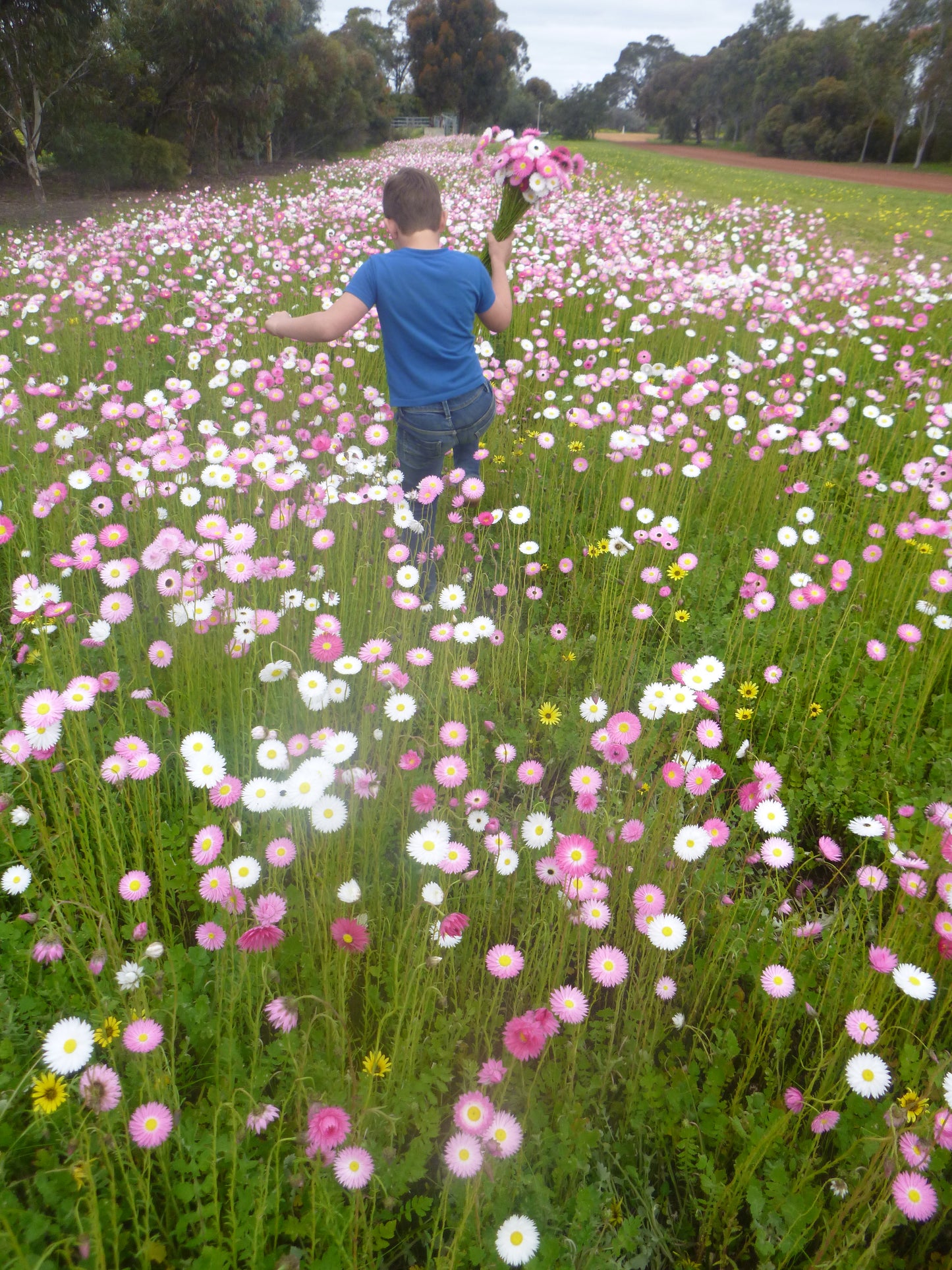 Lucinda's Everlastings - Seeds