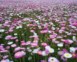 Lucinda's Everlastings - Seeds