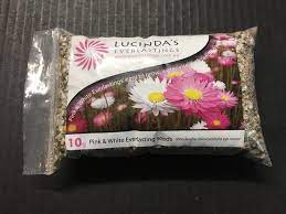 Lucinda's Everlastings - Seeds